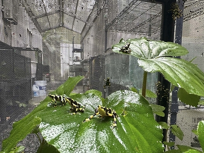 Maryland Zoo: Panamanian Golden Frogs Return Outdoors After 20 Years