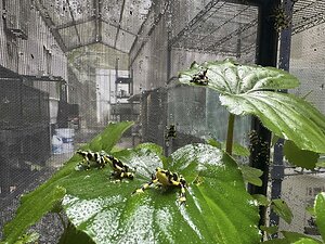 Las ranas doradas de Panamá regresan al aire libre después de 20 años