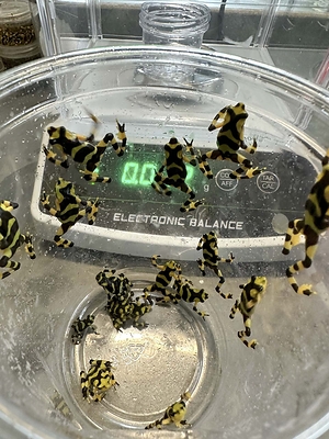 Photo credit: the EVACC Foundation
Caption: Frogs in the new outdoor enclosures are being closely monitored for growth, weight, and other factors as they mature.