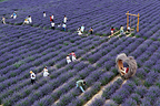 Village fortunes transformed through ‘purple economy’