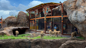 BUSCH GARDENS TAMPA BAY OPENS WORLD-CLASS LION &amp; HYENA RIDGE AS PART OF $200 MILLION PARK TRANSFORMATION