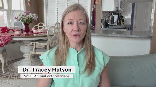 In HelloNation, Veterinary Expert Dr. Tracey Hutson Explains the Importance of Pet Dental Health