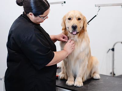 Sparkle Grooming Co. is bringing its membership-based, quick-service dog grooming model to Jacksonville, opening its first Mandarin-area salon on Aug. 3 as the debut location in a planned three-salon expansion across the city.