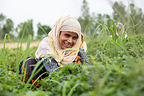 Mars strengthens its European mint supply chain through the Shubh Mint programme