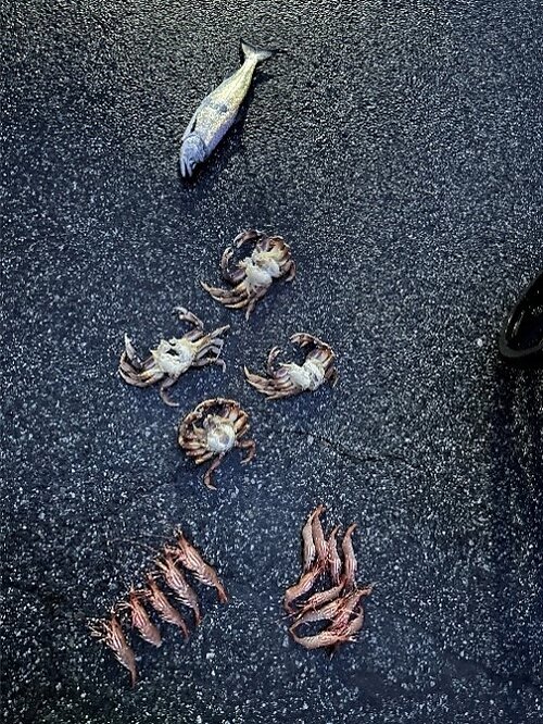 dfo where to buy fish accessories WiFi Feeder Automatic Fish Feeder Automatic Dispenser Vacation Fi  DXOPHIEX handed operation and a compact collapsing design Recreational harvester fined $5,500 for