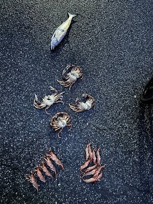Un pêcheur récréatif condamné à une amende de 5 500 $ pour de multiples infractions à la Loi sur les pêches commises dans la baie Burrard, en Colombie-Britannique