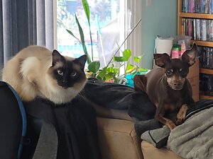 22-Year-Old Cat Ingests Potentially Deadly Opioid