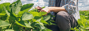 Locus Agriculture Highlights the Importance of "Stress Economics" as Growers Expand the Use of Bombigro®