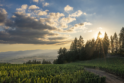 The vineyards at Perlée
