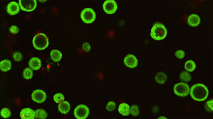 Cold Spring Harbor Laboratory and Northwell Health lead international cohort of researchers to develop more than 150 next-generation cancer treatment models