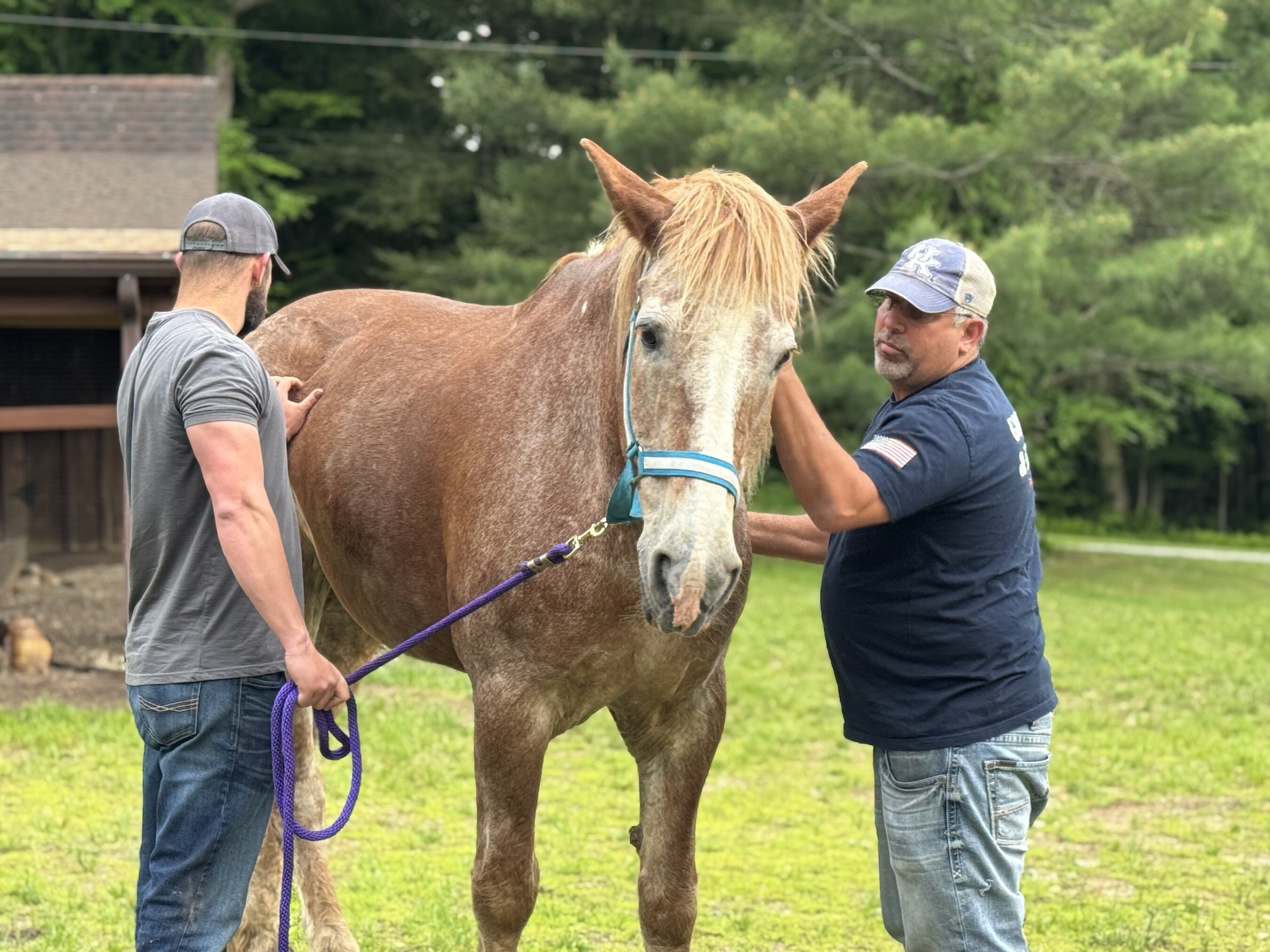 Paws of War lance une initiative pour sauver des chevaux et soutenir des vétérans