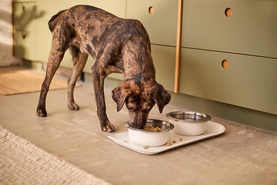 OXO Brings Its Thoughtful Design Philosophy to Pet Care