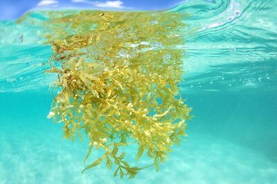 Sargassum Sargassum