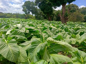 Alliance One Introduces Proprietary Tobacco Seed Varieties in Tanzania