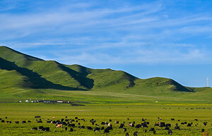 Beijing Review: Yaks and the revolution
