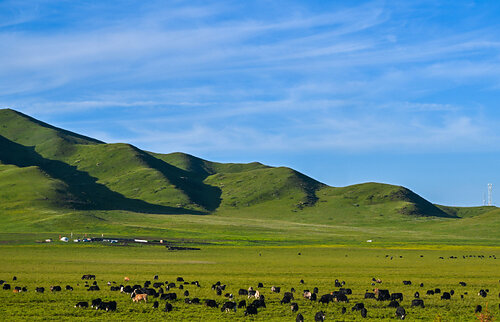 Yak herds on the Zoige Grassland in Aba Tibetan and Qiang Autonomous Prefecture, Sichuan Province, on July 8 (WEI YAO) Yak herds on the Zoige Grassland in Aba Tibetan and Qiang Autonomous Prefecture, Sichuan Province, on July 8 (WEI YAO)