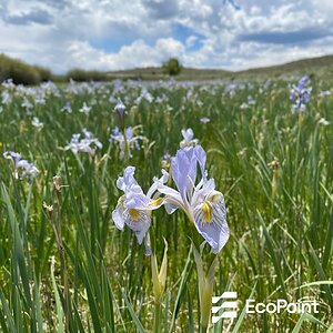 EcoPoint: Native Plants Improve Wildfire Resiliency at Reclaimed Sites