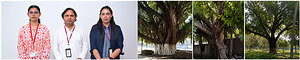 Chandigarh University Launches Heritage Tree Conservation Project to Digitally Map and Preserve Centuries-Old Heritage Trees in Mohali