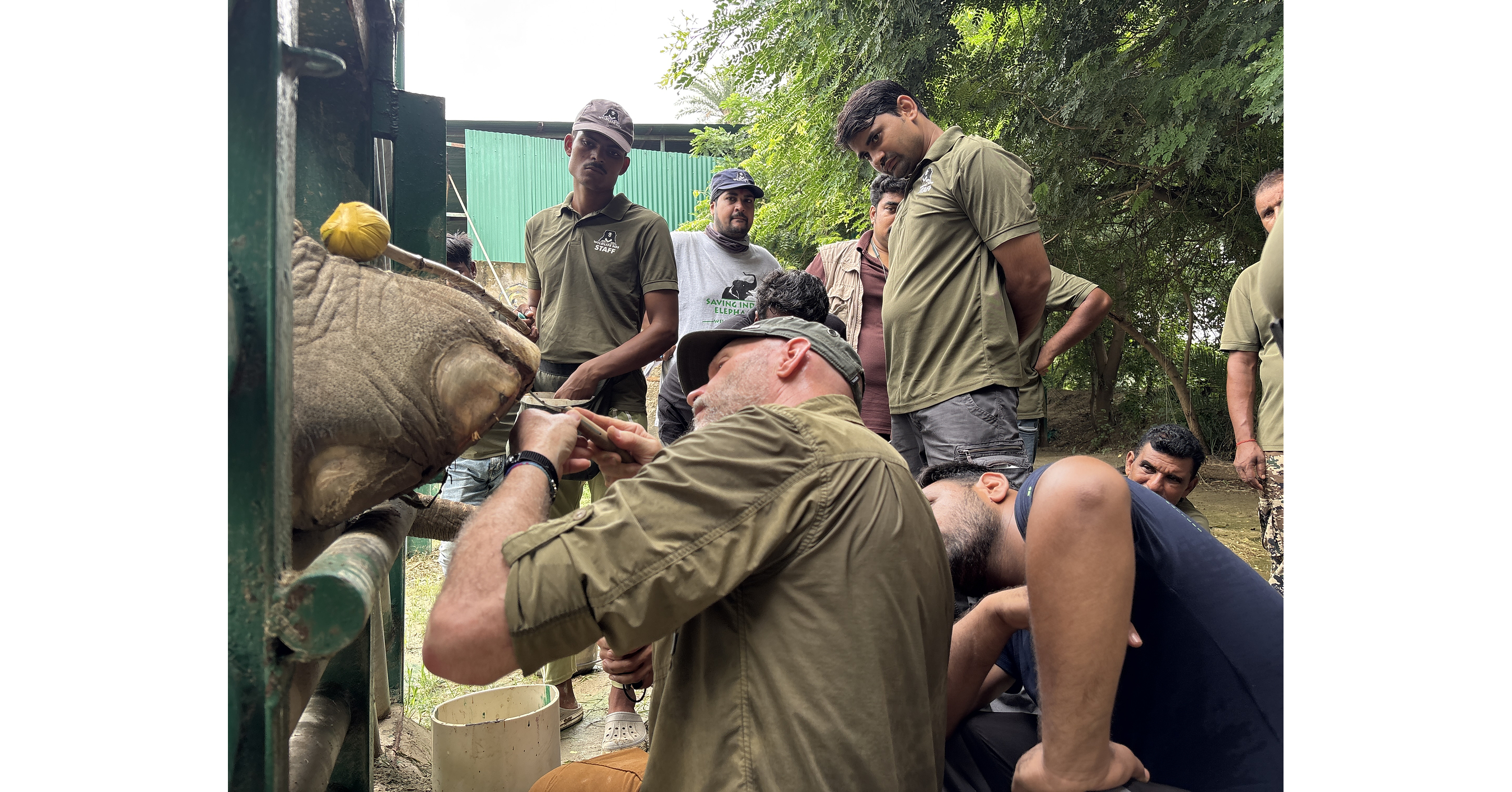 Wildlife SOS expands international collaboration to advance elephant care