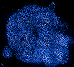 Tri-lineage cardioid organoid generated using the 3D Ready™ Cardioid Supplement Kit. Image courtesy of Axxam S.p.A.