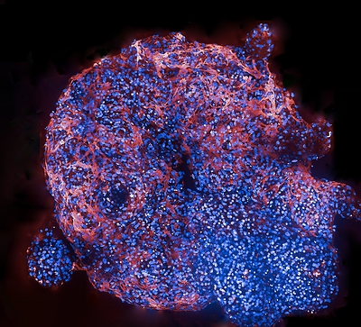 Tri-lineage cardioid organoid generated using the 3D Ready™ Cardioid Supplement Kit. Image courtesy of Axxam S.p.A.