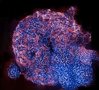 Tri-lineage cardioid organoid generated using the 3D Ready™ Cardioid Supplement Kit. Image courtesy of Axxam S.p.A.
