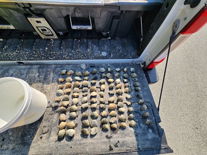 Palourdes pêchées illégalement confisquées par des agents des pêches. Photographie présentée à titre d’élément de preuve à la Cour.