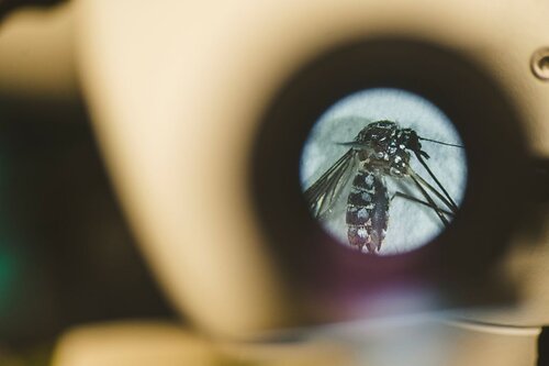 A mosquito is examined under a microscope in the lab of FIU professor Matthew DeGennaro. (Credit: Christopher Necuze/Florida International University) A mosquito is examined under a microscope in the lab of FIU professor Matthew DeGennaro. (Credit: Christopher Necuze/Florida International University)