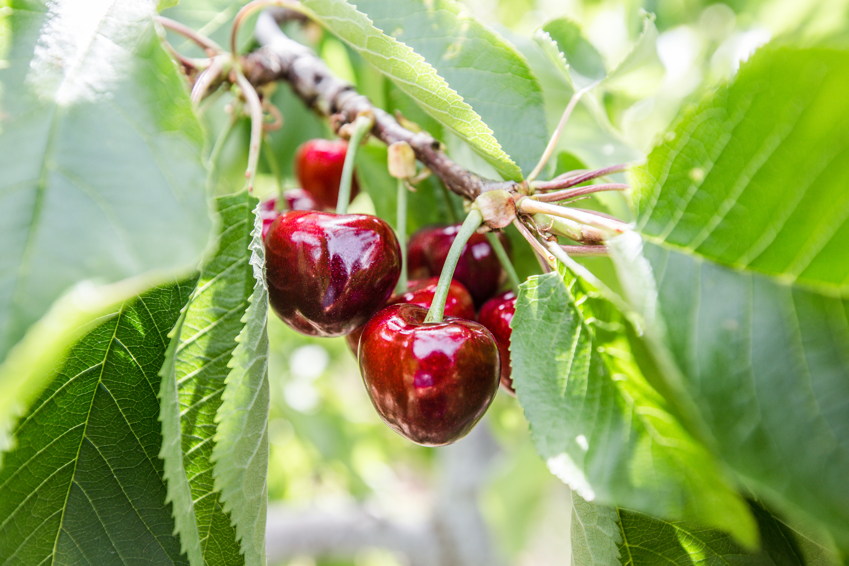 Cherry-ish the Sweetness of Summer: Fresh Season for Northwest Sweet Cherries Winds Down