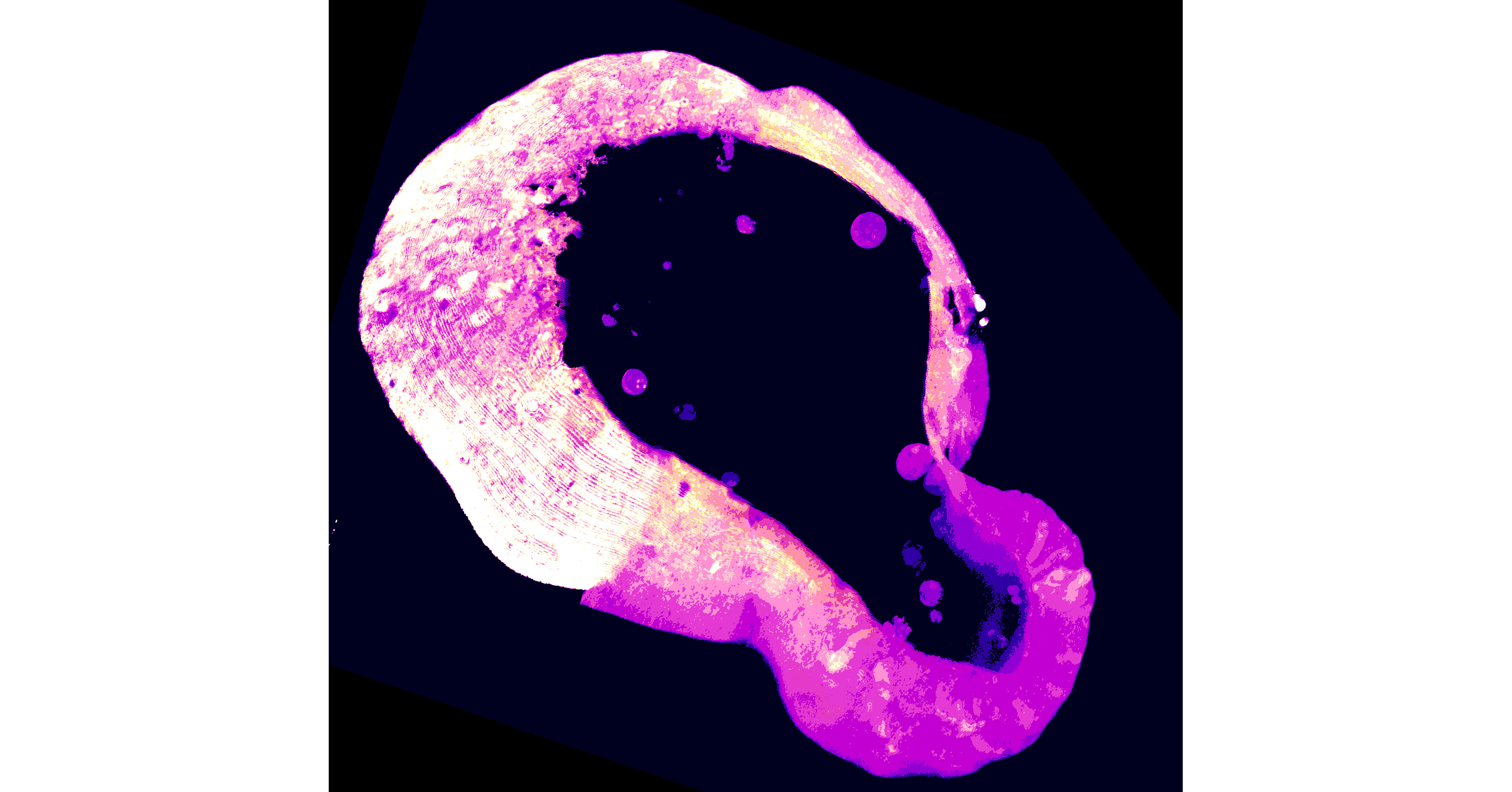 Cells use a little-known molecule to protect themselves from iron overload