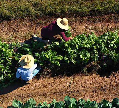 PepsiCo supported approximately 224,000 people across its agricultural supply chains and communities with dedicated programming designed to improve economic prosperity and farmer and farm worker security across the globe since 2021.