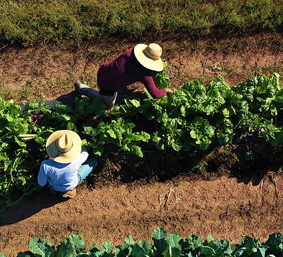 PepsiCo supported approximately 224,000 people across its agricultural supply chains and communities with dedicated programming designed to improve economic prosperity and farmer and farm worker security across the globe since 2021.