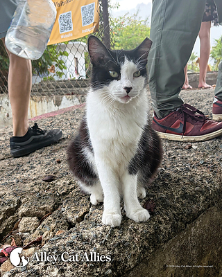 Alley Cat Allies Delivers Emergency Water and Cat Food to support San Juan cats and Caregivers During Puerto Rico Water Crisis.