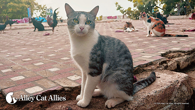 Alley Cat Allies Delivers Emergency Water and Cat Food to support San Juan cats and Caregivers During Puerto Rico Water Crisis.