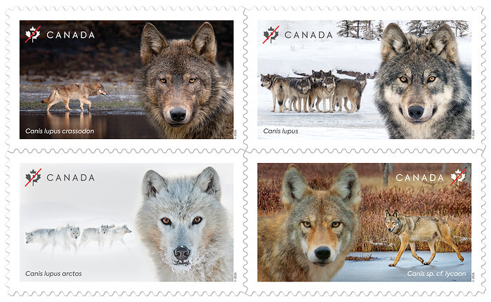 Timbres des loups