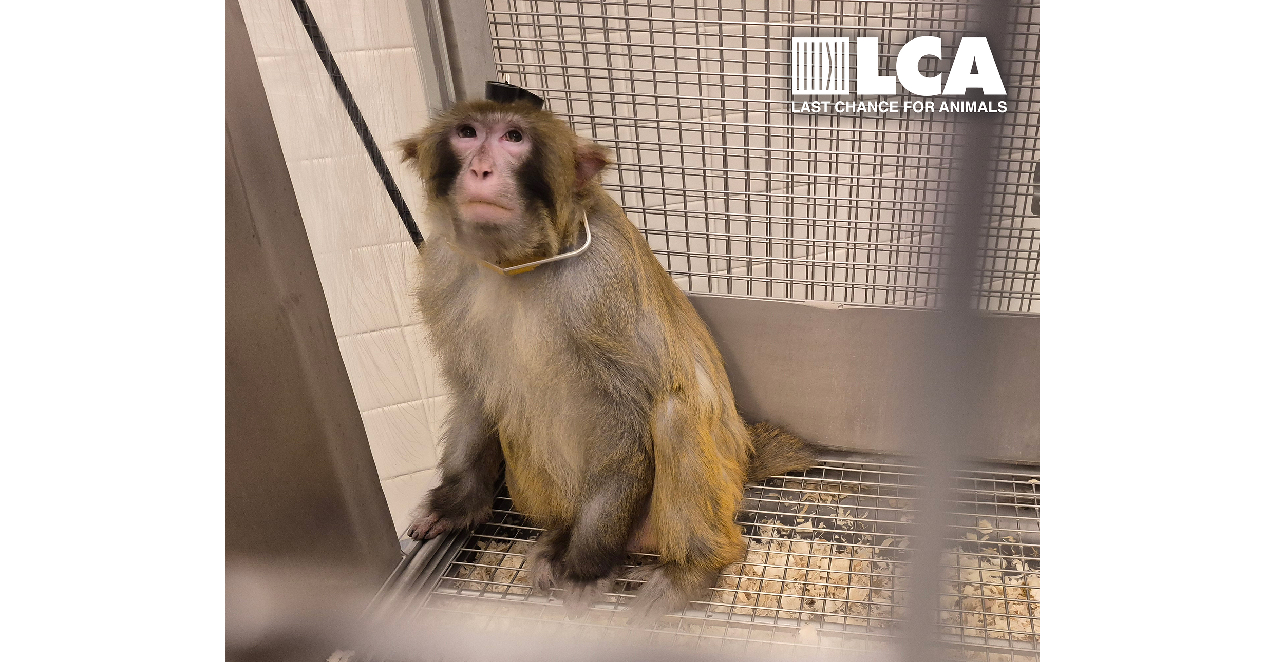 Last Chance for Animals Condemns York University for Ignoring Public Outcry and Continuing to Defend Cruel Primate Research Program Despite Investigation Documenting Suffering of Nine Macaques