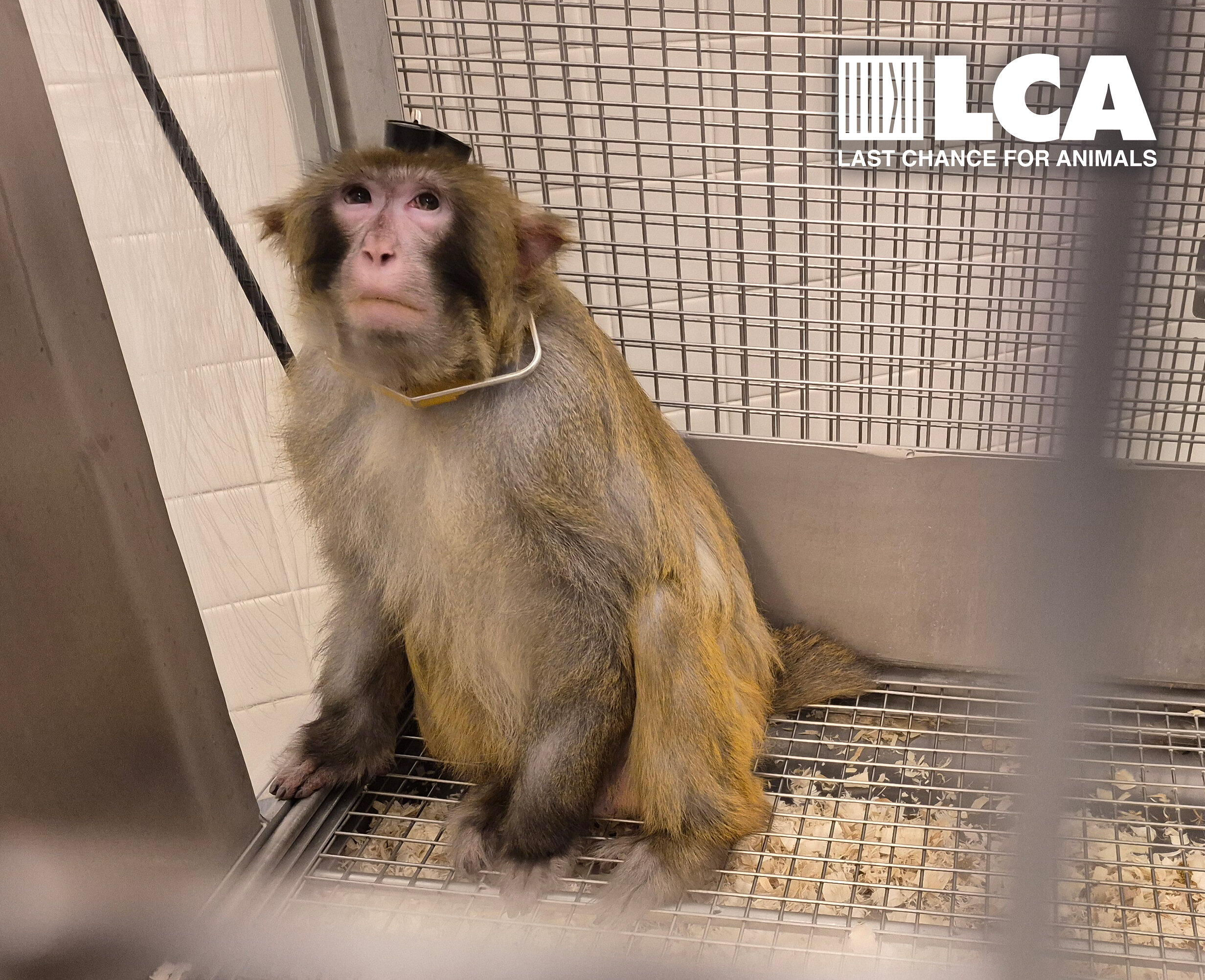 Un groupe de défense des animaux condamne la recherche sur les primates de York University