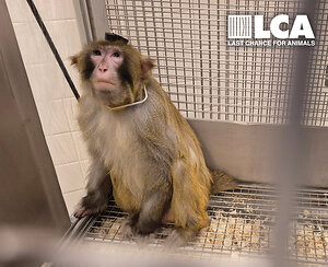 Last Chance for Animals Condemns York University for Ignoring Public Outcry and Continuing to Defend Cruel Primate Research Program Despite Investigation Documenting Suffering of Nine Macaques