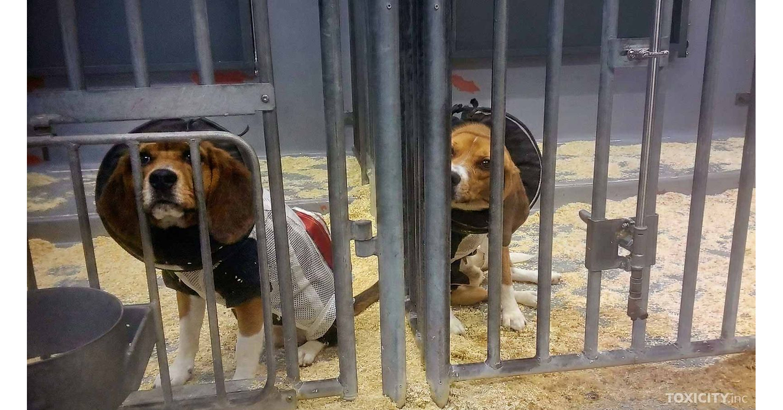 March to Abolish Animal Testing amplifies public call to end animal testing in the US March to Abolish Animal Testing amplifies public call to end animal testing in the US