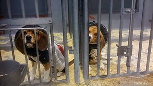 March to Abolish Animal Testing amplifies public call to end animal testing in the US