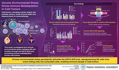 Pusan National University Researchers Uncover How Chronic