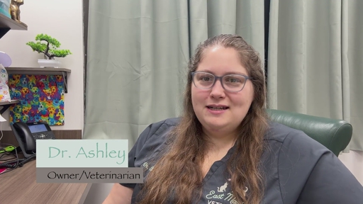 In HelloNation, Veterinary Expert Dr. Ashley Deforno of Blairsville, PA, Highlights Why Dental Health Is a Key Part of Pet Wellness
