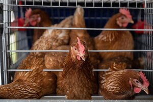 As Cage-Free Egg Supply Peaks, New Report Highlights Manufacturers Risking Brand Trust