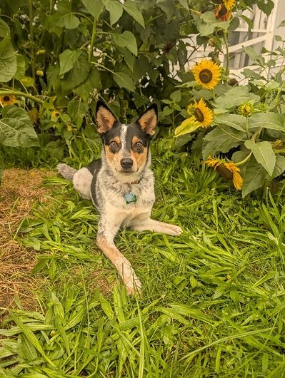 Loki, the rescued Blue Heeler who inspired Just Paw Naturals. His digestive sensitivities led his family to search for simpler treat options and ultimately helped spark the company's mission to make single ingredient dog treats more accessible.