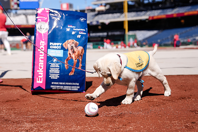 Natty, the Washington Nationals' official Team Dog and a Canine Companions service dog in training.