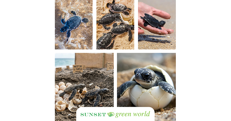 Over 12,000 eggs protected: Grupo Sunset World and Sunset Royal celebrate the success of their 2026 Sea Turtle Protection Program