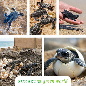 Over 12,000 eggs protected: Grupo Sunset World and Sunset Royal celebrate the success of their 2026 Sea Turtle Protection Program