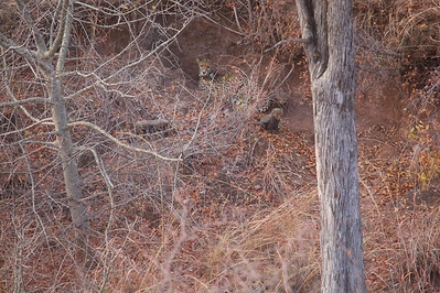 Photo Credit: Panyame Conservancy ||| The Origins Foundation