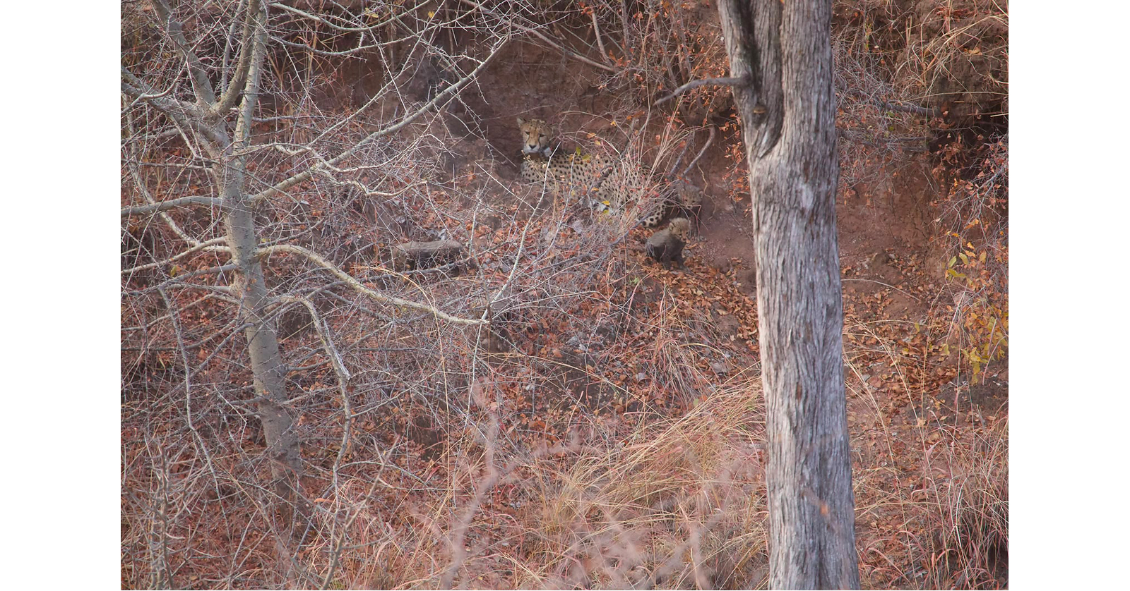 Wildfires in Mozambique Threaten Protected Cheetah Cubs as Origins Foundation Supports Field Response