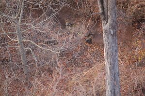 Wildfires in Mozambique Threaten Protected Cheetah Cubs as Origins Foundation Supports Field Response